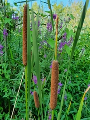 Typha angustifolia
