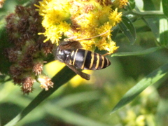 Vespula acadica