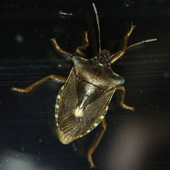 Pentatoma rufipes