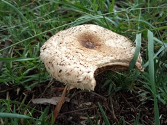 Chlorophyllum brunneum
