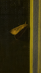 Mythimna unipuncta