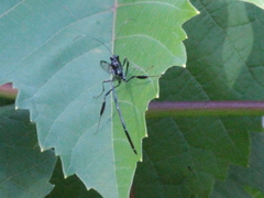 Pelecinus polyturator