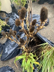 Eryngium yuccifolium