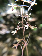 Tipularia discolor