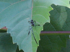 Pelecinus polyturator