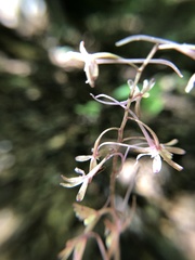 Tipularia discolor