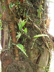 Polypodiaceae