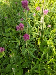 Trifolium alpestre