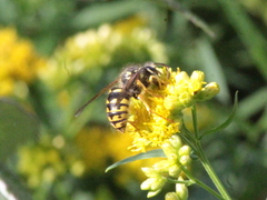 Dolichovespula arenaria