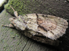 Cryphia bryophasma