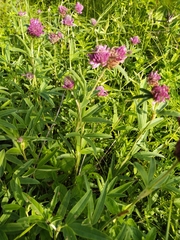 Trifolium alpestre