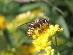 Dolichovespula arenaria