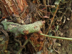 Polypodiaceae