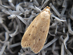 Brachmia modicella