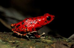 Oophaga pumilio