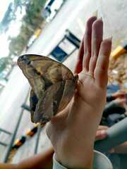 Eryphanis lycomedon