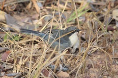 Microspingus cinereus