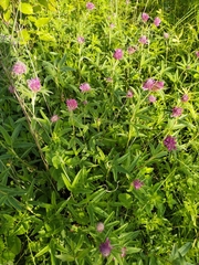 Trifolium alpestre