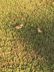 Mimus saturninus