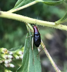 Phyllopalpus pulchellus
