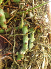 Polypodiaceae