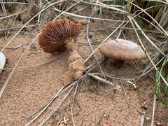 Laccaria trullisata