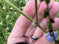 Cepaea