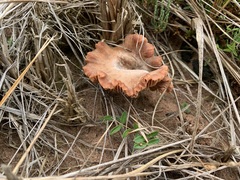Laccaria trullisata