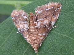 Elophila turbata