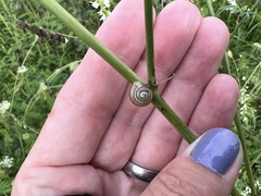 Cepaea