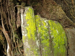 Chrysothrix candelaris