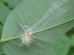 Lymantriinae