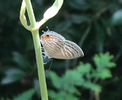 Jamides celeno aelianus