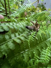 Mythimna unipuncta