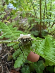 Mythimna unipuncta