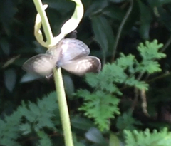 Jamides celeno aelianus