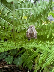 Mythimna unipuncta