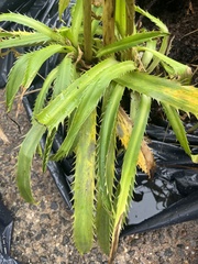 Eryngium yuccifolium