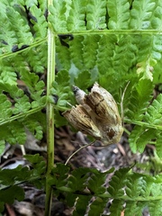 Mythimna unipuncta