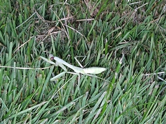Stagmomantis limbata