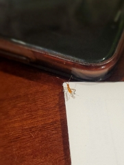 Leptoglossus zonatus