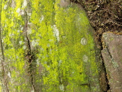 Chrysothrix candelaris