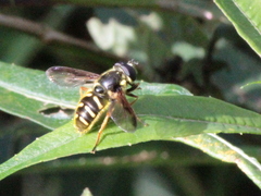 Sericomyia chrysotoxoides image