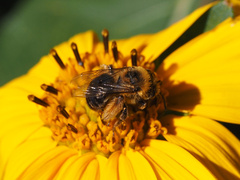 Eumelissodes