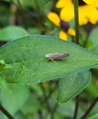 Graphocephala coccinea