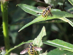 Sericomyia chrysotoxoides image