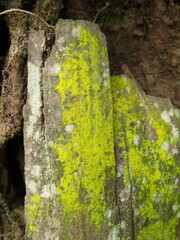 Chrysothrix candelaris