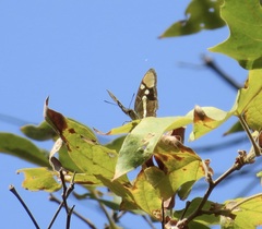 Adelpha californica