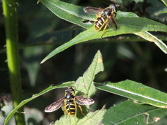 Sericomyia chrysotoxoides image