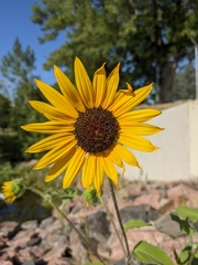 Helianthus annuus